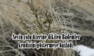 Sevin yolu üzerine dikilen Bademler kendisini göstermeye başladı.
